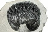 Curled Pedinopariops Trilobite - Mrakib, Morocco #287669-2